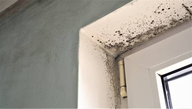 Best Environmental Consulting for Mold Prevention  in Grafton, ND