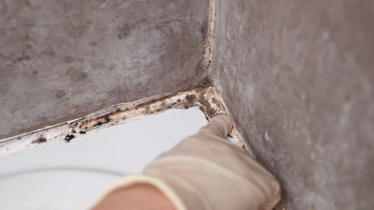 Mold Documentation for Insurance Claims